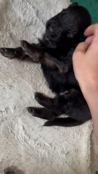 World Champion German Shepherd Pups