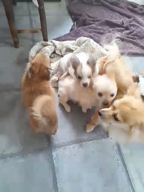 Beautiful Tea-cup Pomchi Puppies