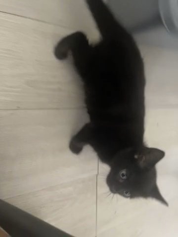 2 Male Black Kittens For Sale