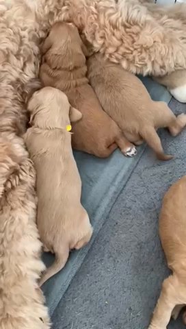 Genuine Australian Labradoodles