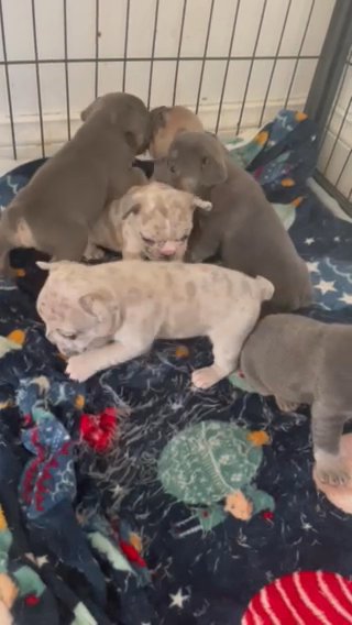 Frenchbulldog Pups For Sale