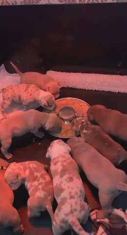 10 Beautiful Pocket Bullies
