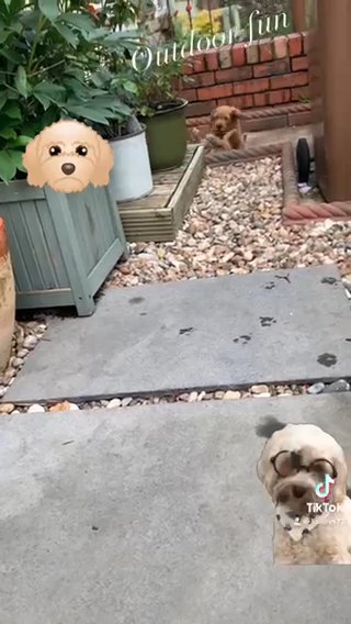 READY NOW COCKAPOO PUPPIES