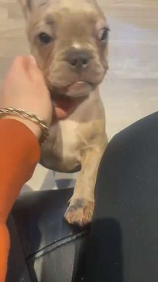 French Bulldog Puppies