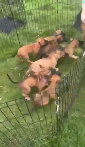 Bullherder Pups