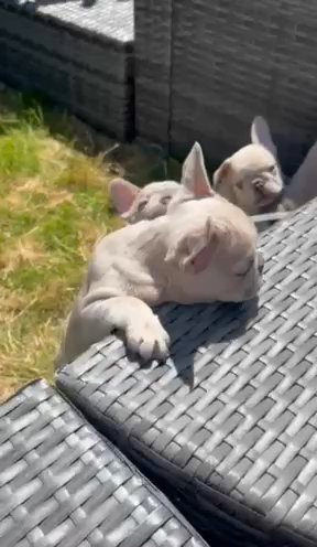 Lilac Merle French Bulldog Puppies
