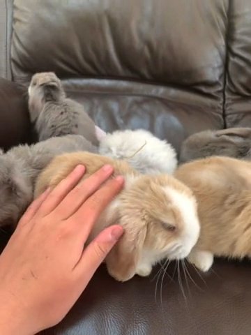 7 baby bunnies