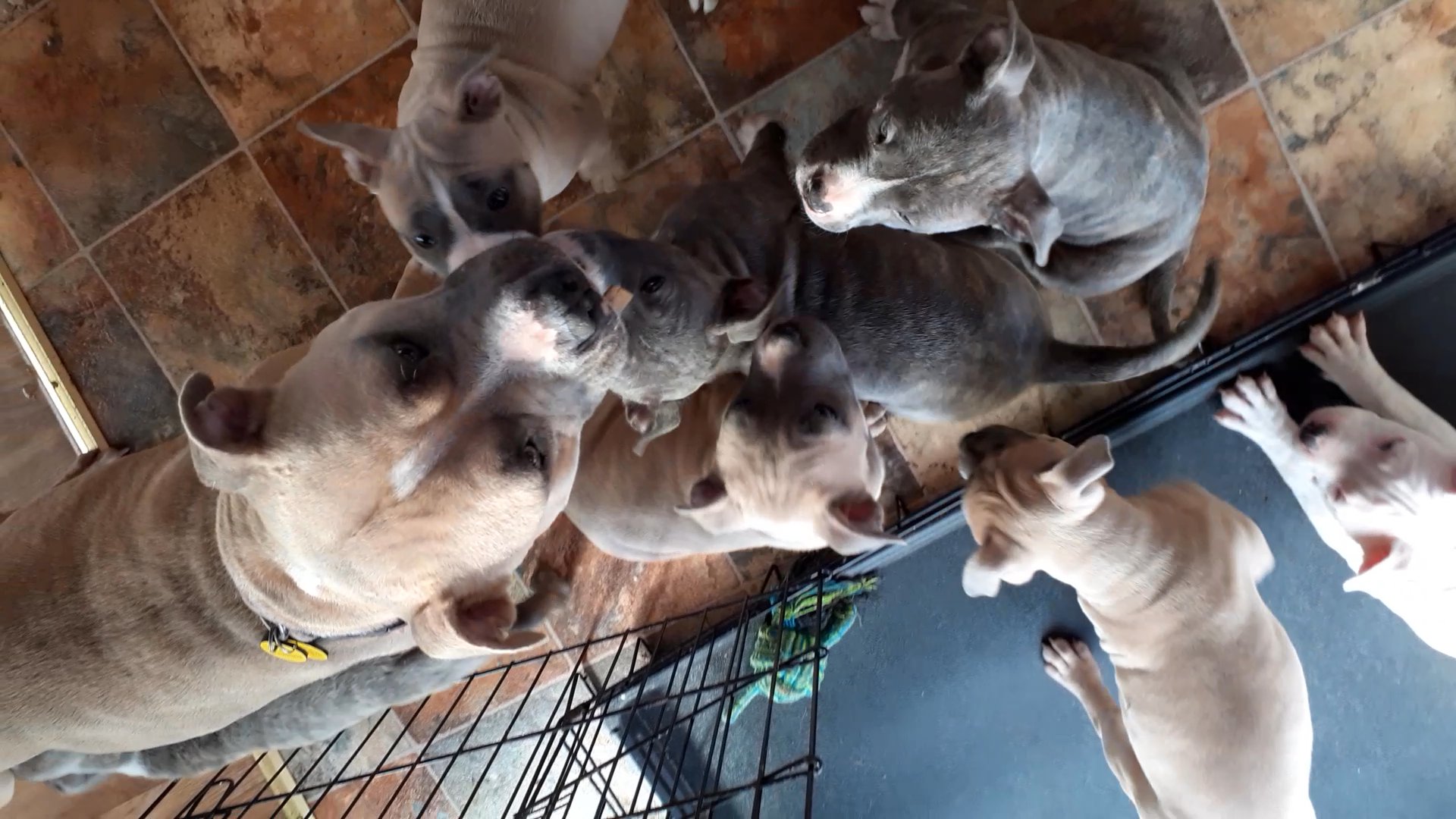 American bully puppies ready now