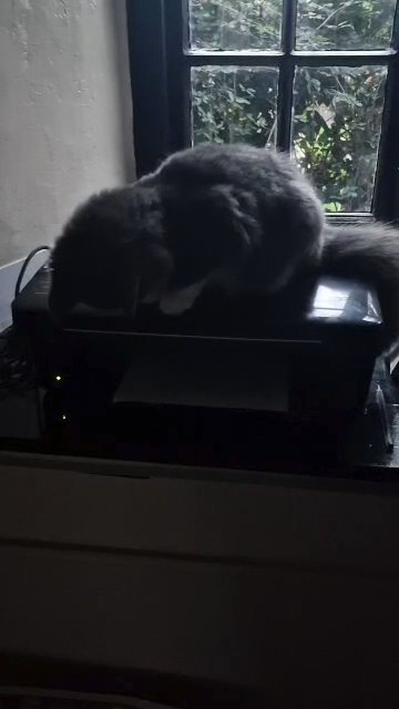 Astrid and Sox