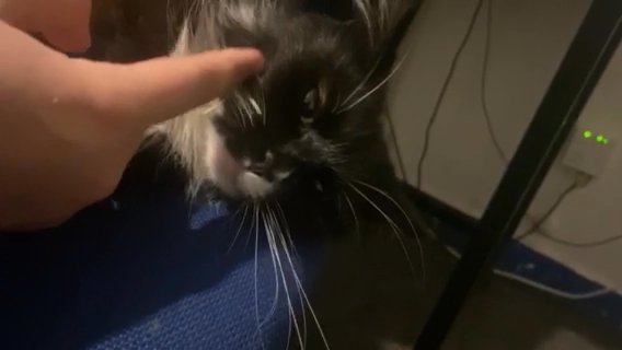 Cat Black And White