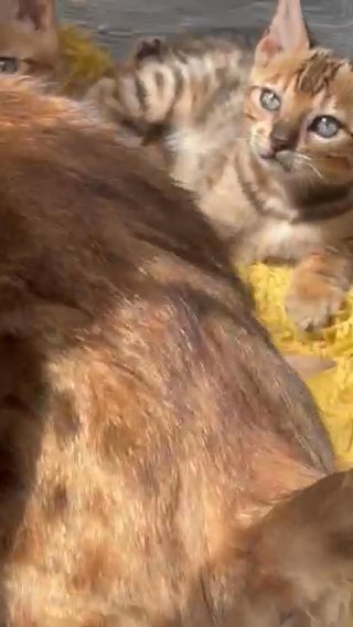 Pedigree Bengal Kittens Girls