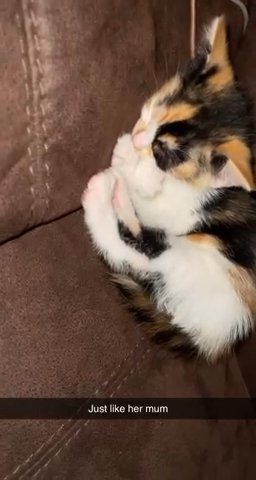 calico kitten