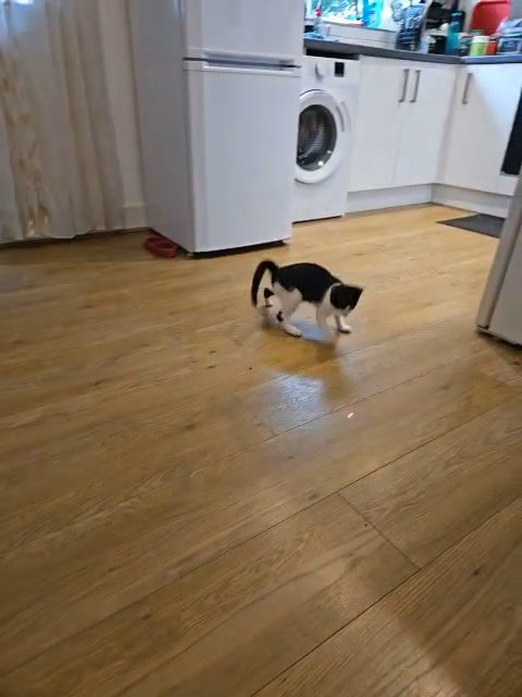 1 kitten for sale