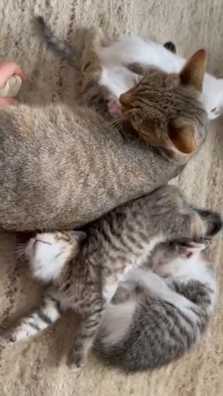 Abyssinian kittens