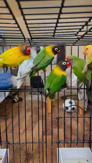 Tame/Untame Love Birds for Sale