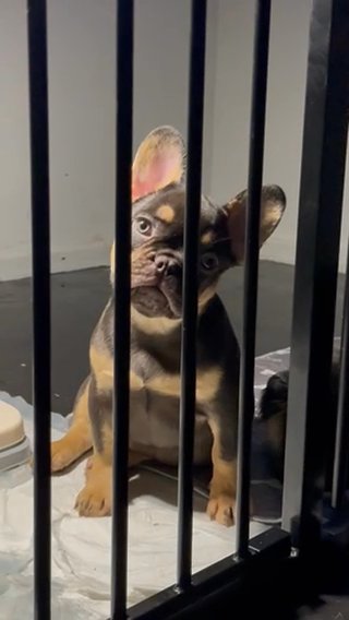 French Bulldog Puppy