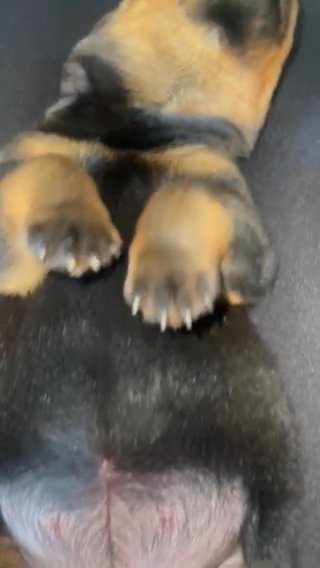 Champion Bloodline Rottweilers