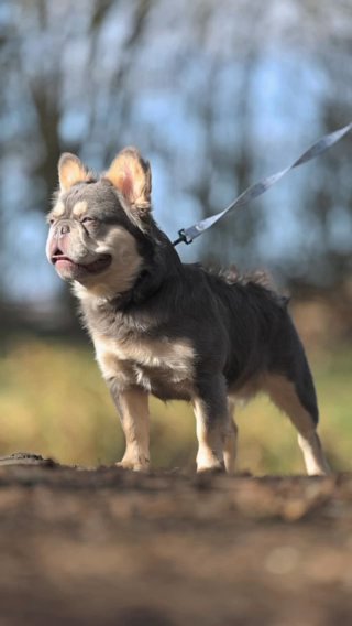 Fluffy Frenchie For Stud