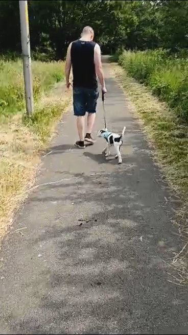 Staffordshire bull territory cross old tyme bulldog puppy