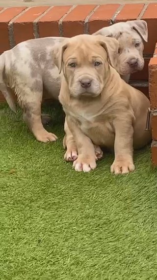 Top Quality American Bully