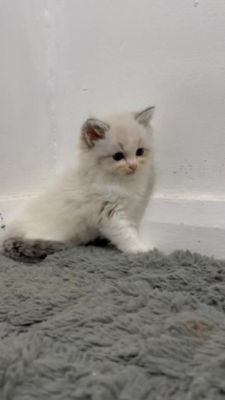 Ragdoll Kitten