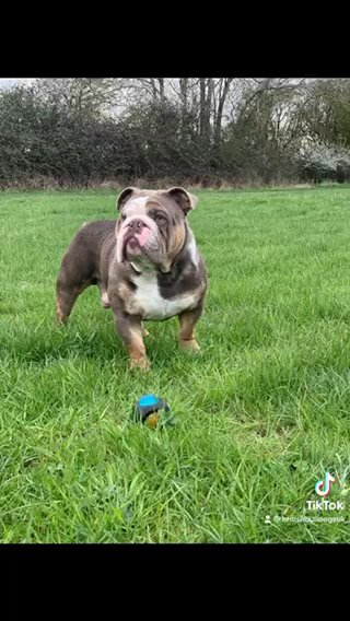 English Bulldog For Stud