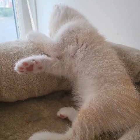 Scottish fold/straight