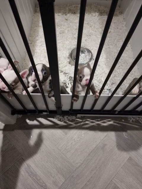 Boston terrier pups
