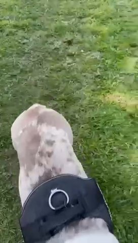 English Merl Bulldog For Stud
