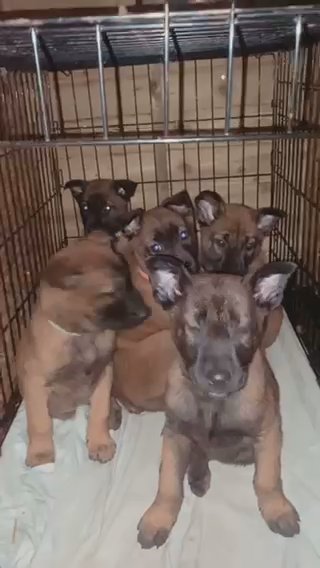 quality Belgian malinois (Vanjoe farm bloodline)