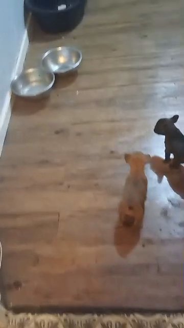 5 french bulldog girls for sale e