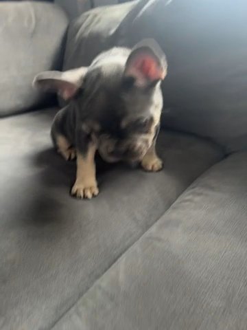 Blue and Tan Female French Bulldog