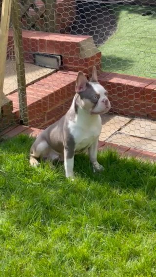 ISABELLA HUSKY MALE 9 MONTHS OLD CARRYING PINK
