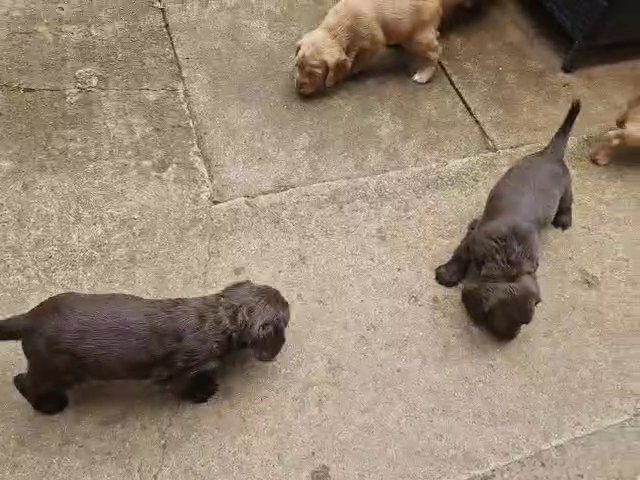 cocker spaniel pups