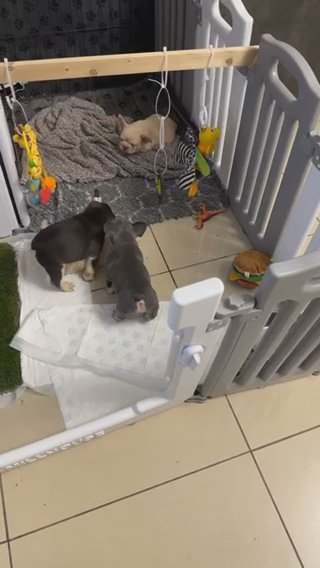 Frenchbulldog puppies