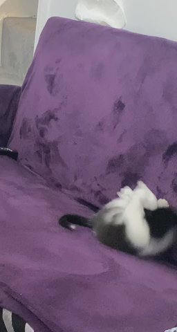 kitten For sale
