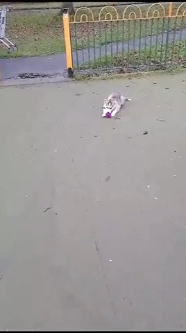 Siberian Husky Puppy