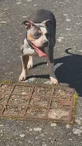 Blue Tri Girl American Bully