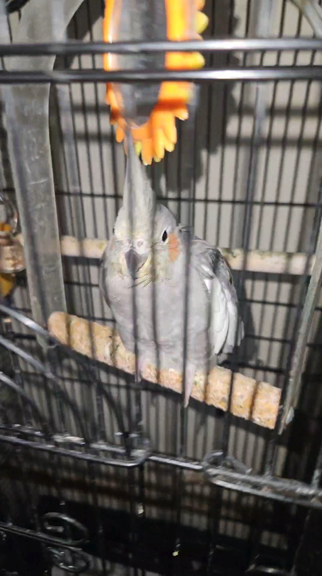 Cockatiel for sale