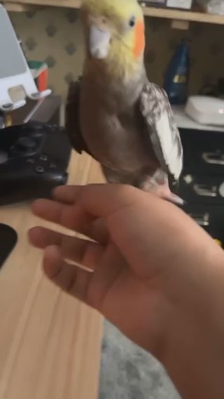 Young cockatiel