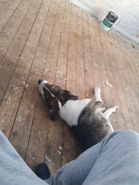 border collie X American bulldog