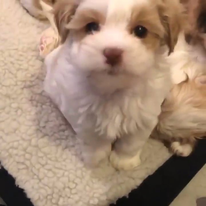 Gorgeous Havanese puppies available now