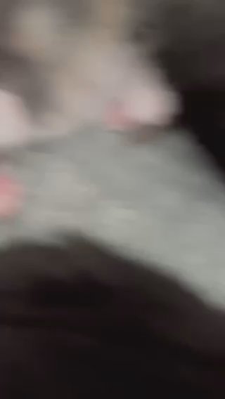 2 Pedigree Mixed Breed Kittens For Sale