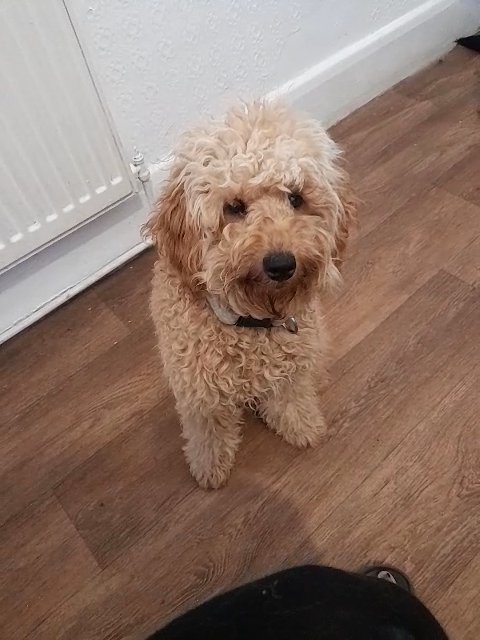 Miniature poodle kc registred