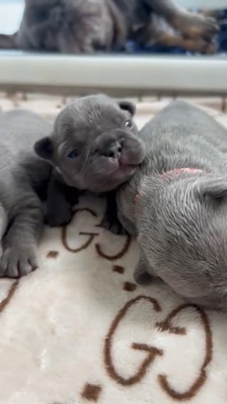 Quality French Bulldog Pups Frenchie Puppy’s