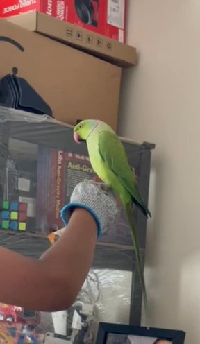 Ringneck - Male