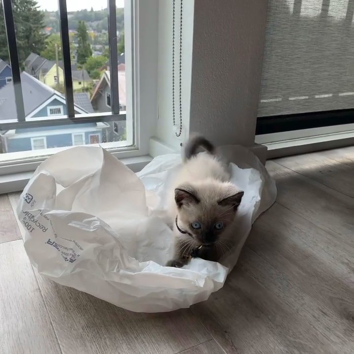 Siamese Kittens Available