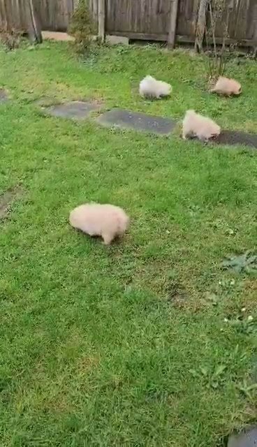 POMERANIAN PUPPIES FOR SALE