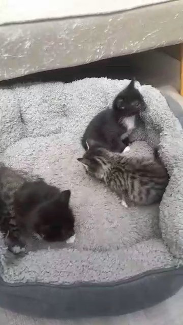 kittens adorable