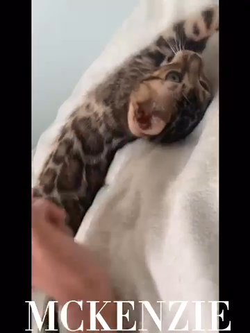 ❤️SWEET PURE BENGAL PEDIGREE GLITTER GENE GIRL ❤️